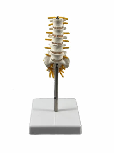 Анатомическая модель пояснично-крестцового отдела позвоночника Corpo de Spine-1