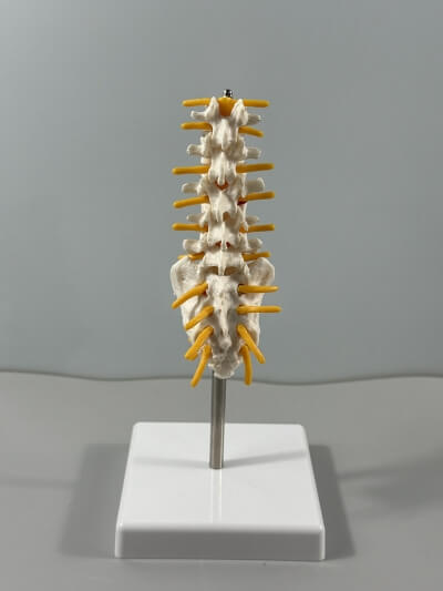 Анатомическая модель пояснично-крестцового отдела позвоночника Corpo de Spine-2